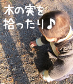 木の実を拾って