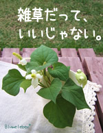雑草だって、名前もちゃんとある、お花です